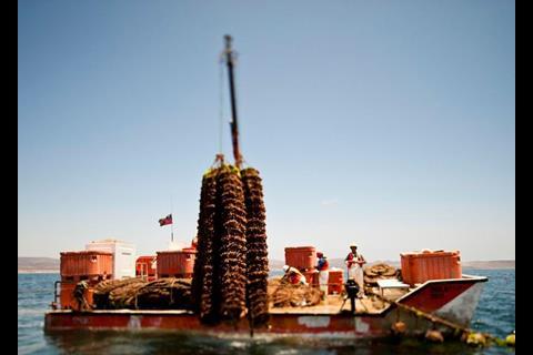 Mussel cultivation in Chile